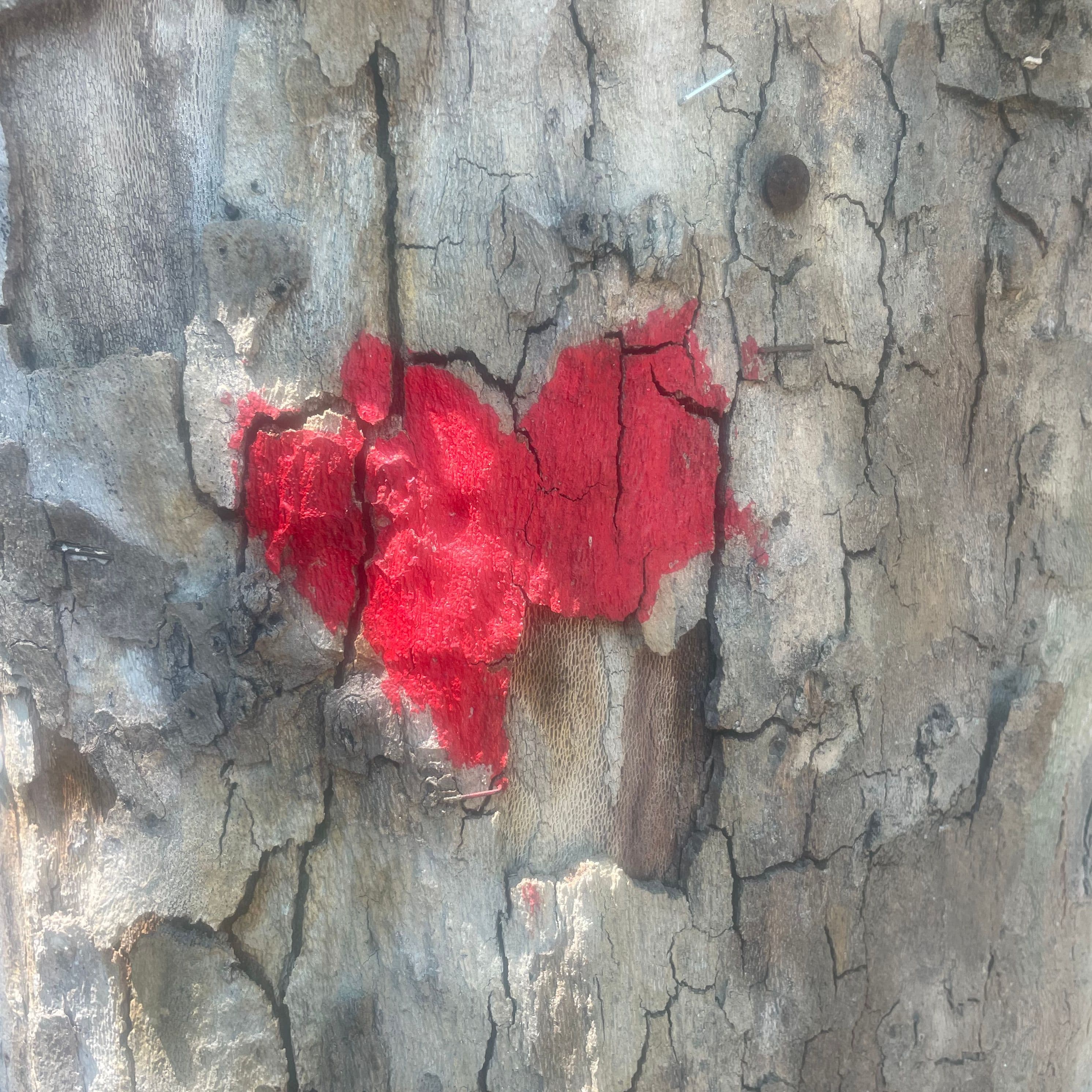 Un cuore disegnato sul tronco di un albero